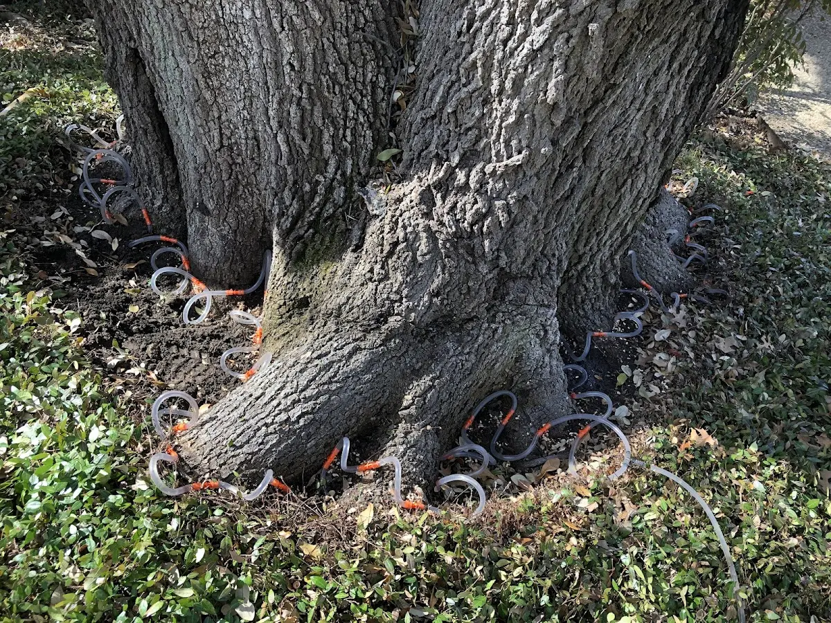 Detailed Tree Cabling and Bracing job site in Evans