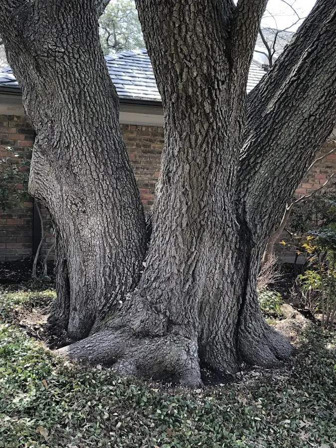 Mature heritage tree close to a Evans property cared for by certified arborists